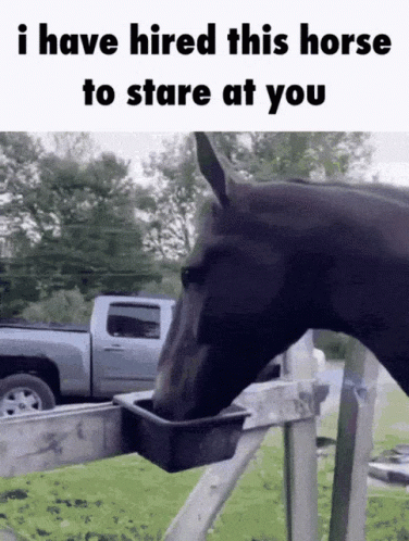 Horse Stare GIF. This 376 x 498 animated GIF is part of our stick figure horse collection. Related themes include horse, meme. Created by OcSneek. View the…