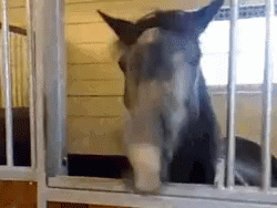 Horse Talking Horse GIF