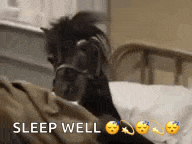 Horse Tired GIF