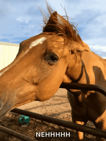 Horse Whip My Hair GIF