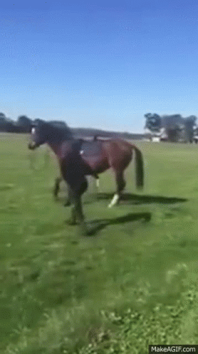 Horse Woman GIF. This 278 x 498 animated GIF is part of our horse kick collection. Related themes include angry, comedy, funny. Created by masoncarr2244…