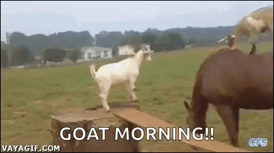 Horses Goats GIF