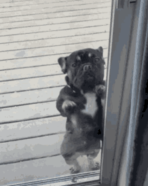 Hot Dog GIF