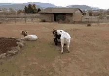 How Do I Steer This Thing? GIF