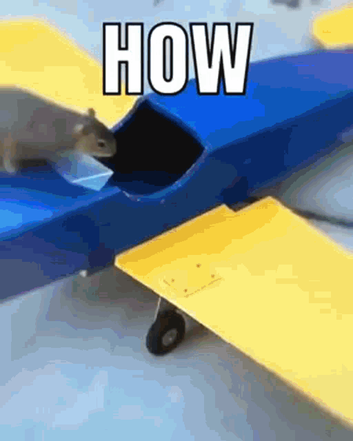 How Squirrel Flying GIF
