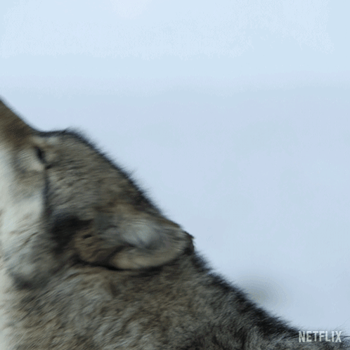 Howling Our Living World GIF