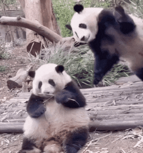 Huahua Hua Hua GIF