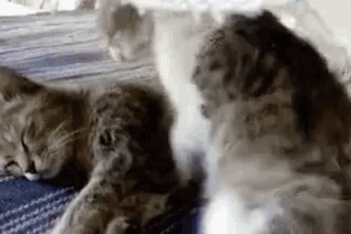 Hug Cat GIF. This 498 x 332 animated GIF is part of our hug meme collection. Created by asjfa112. View the original animation, share it, or browse related…