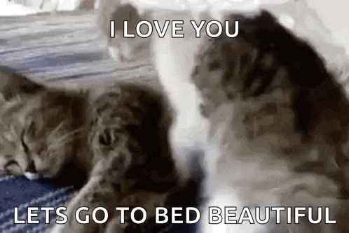Hug Cat GIF