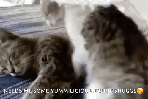 Hug Cat GIF. This 498 x 332 animated GIF is part of our hug meme collection. Created by JessicaFernandez2. View the original animation, share it, or browse…