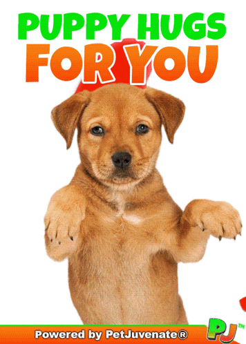 Hugs A You Did What Funny Dog Gif Boop Bork Blep Boof And Hound Dog GIF