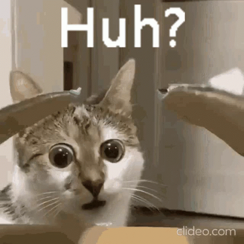 Huh Cat GIF