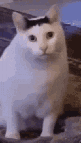 Huh Cat Funny GIF