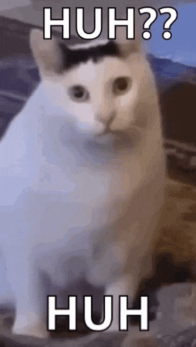 Huh Cat Huh M4rtin GIF