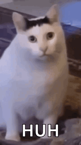 Huh Cat Huh M4rtin GIF