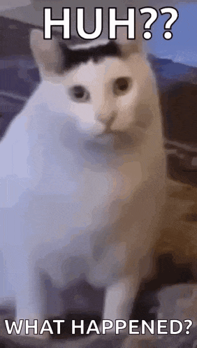 Huh Cat Huh M4rtin GIF