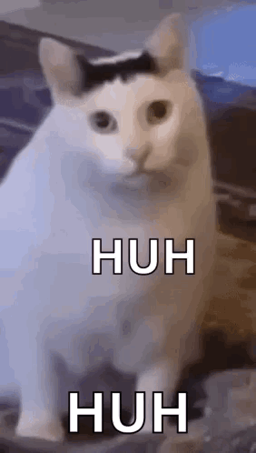 Huh Cat Huh M4rtin GIF