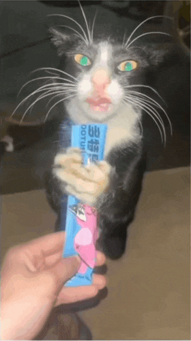 Huh Cat Meme