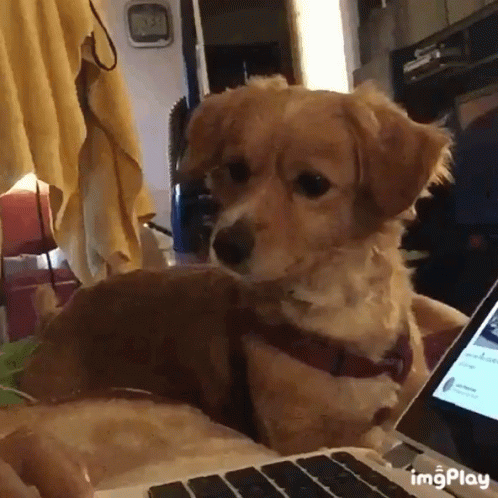 Huh Dog GIF. This 498 x 498 animated GIF is part of our shaft head tilt collection. Related themes include confused, cute, huh. Created by onehelluvahector…