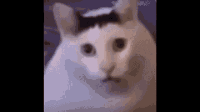 Huh Huh Cat GIF