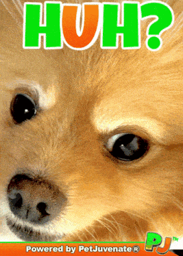 Huh Huh Dog GIF