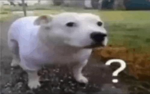 Huh Huh Dog Meme