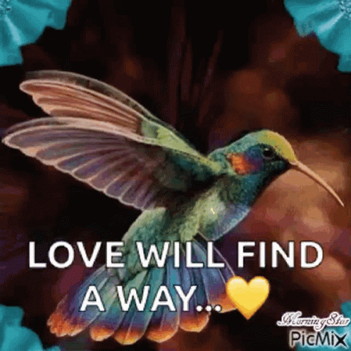 Humming Bird Love Will Find A Way GIF