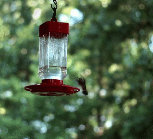 Hummingbird Fly GIF