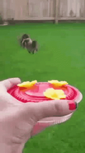 Hummingbird Hummingbirds GIF