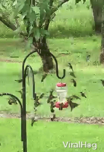 Hummingbird Viralhog GIF