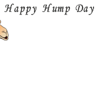 Hump Day Camel Sticker