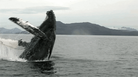 Humpback Whale Splash GIF