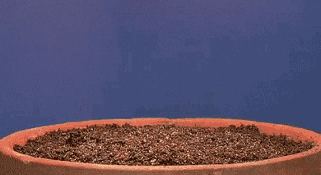 Humpday Grace GIF