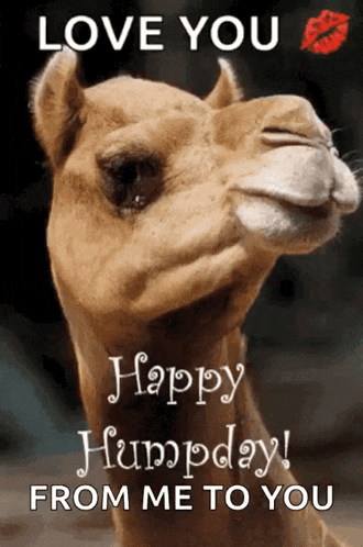 Humpday Happy GIF