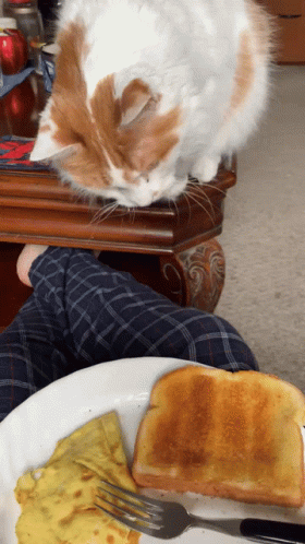 Hungry Cat GIF