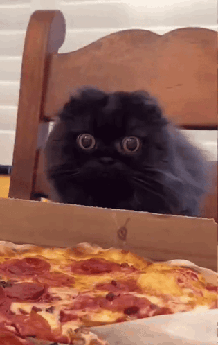 Hungry Cat Tasty Pizza GIF
