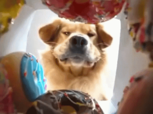 Hungry Dessert GIF