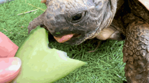 Hungry Hungry Turtle GIF