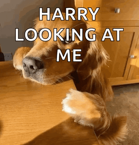 Hungry Im GIF