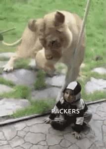 Hungry Lion GIF