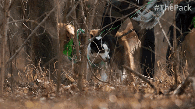 Hunting The Pack GIF