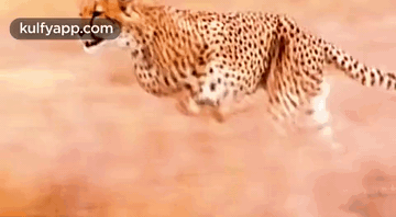 Hunting.Gif GIF