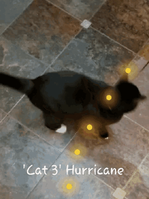 Hurricane Cat GIF