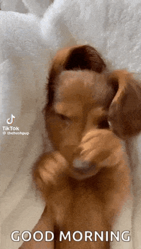 Hushpuppy Cute Dog GIF