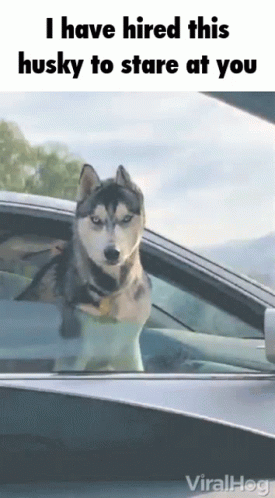 Husky Aoshima GIF
