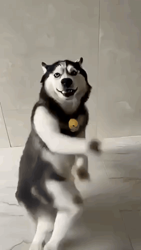 Husky Dance Dog Dance GIF