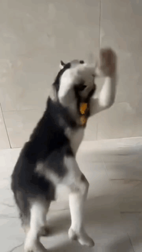 Husky Dance Dog GIF