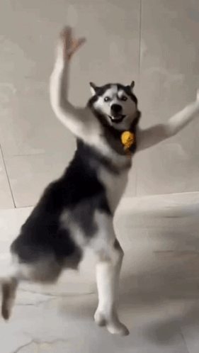 Husky Dancing Husky Tamil Dancing GIF