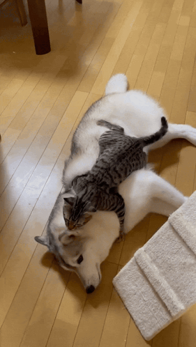 Husky Hug GIF