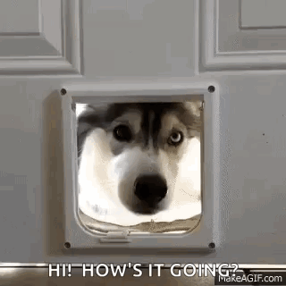 Husky Huskies GIF
